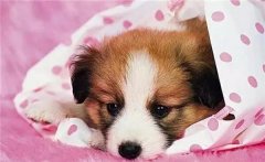 主人在狗狗心中的位置，從它睡覺位置就能看出