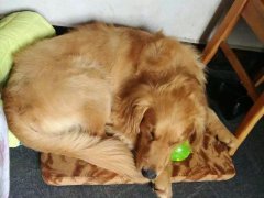 注意！狗狗的這些動作不是撒嬌，是求助！