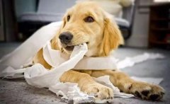 狗狗咬主人的衣服是想表達什么？ 華興寵物食品