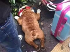 夏天超級熱，狗狗也會煩躁的，怎么辦吶？ 華興