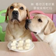 狗狗是否需要補鈣？補鈣應注意什么？ 華興寵物