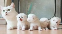 貓咪一生要經歷的六個階段，你家貓處于哪個時期？