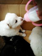 剛出生的小狗如何人工喂養？