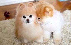 我想養狗，養什么狗，告別單身的狗