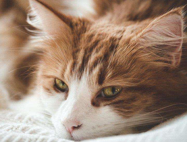 面對壞脾氣的貓咪我們該怎么辦呢？