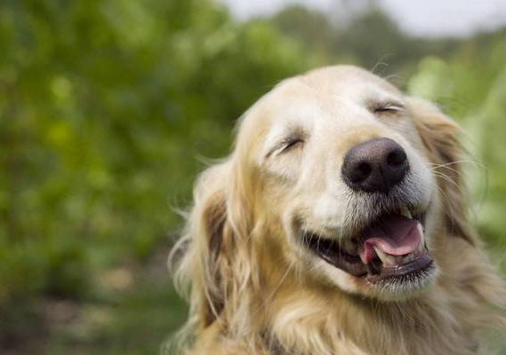 別再誤會狗狗了，它的這些行為，內心想法是這樣的