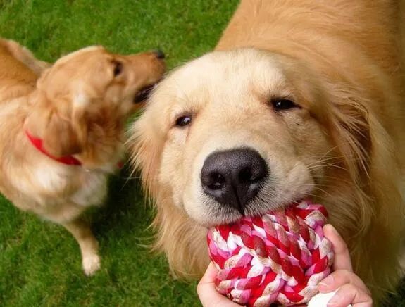 人生樂趣，從養一只金毛犬開始吧