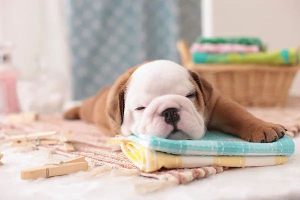 冬天給狗狗梳毛時總有靜電怎么辦？